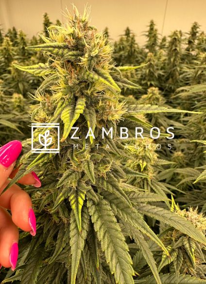 cannabis legale in italia cosa dice la legge