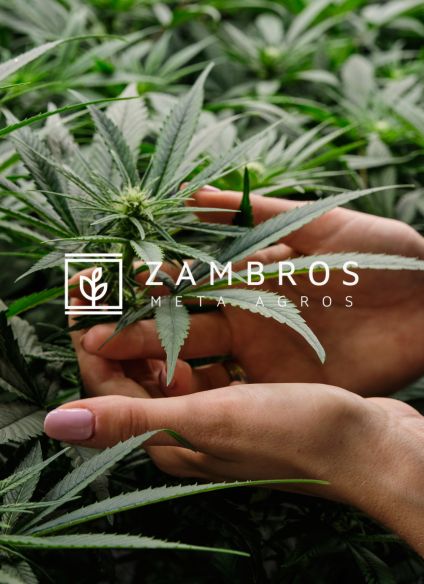 Cannabis sativa L: le proprietà e gli usi di questa versatile pianta