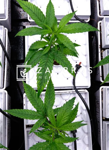 Tutto quello che devi sapere sulla pianta di Marijuana