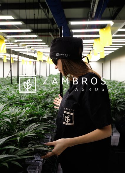 coltivazione di cannabis indoor, outdoor e greenhouse