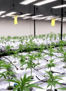 prodotti cbd migliori coltivazione canapa indoor sostenibile (1)